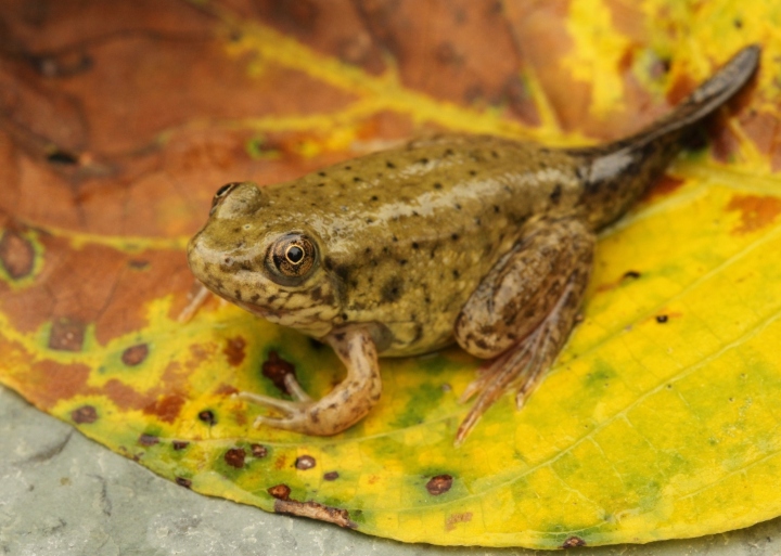 American Bullfrog